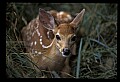 10066-00085-Whitetail Fawns.jpg