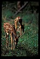 10066-00086-Whitetail Fawns.jpg