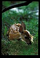 10066-00087-Whitetail Fawns.jpg