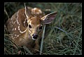 10066-00088-Whitetail Fawns.jpg