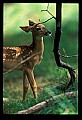 10066-00090-Whitetail Fawns.jpg