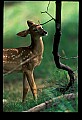 10066-00091-Whitetail Fawns.jpg