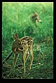 10066-00092-Whitetail Fawns.jpg