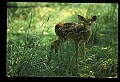 10066-00093-Whitetail Fawns.jpg