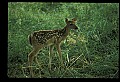 10066-00094-Whitetail Fawns.jpg