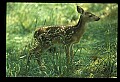 10066-00096-Whitetail Fawns.jpg