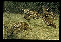 10066-00097-Whitetail Fawns.jpg