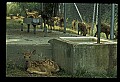 10066-00098-Whitetail Fawns.jpg