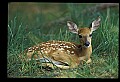 10066-00099-Whitetail Fawns.jpg