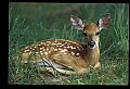 10066-00100-Whitetail Fawns.jpg