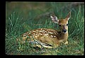 10066-00101-Whitetail Fawns.jpg