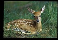 10066-00102-Whitetail Fawns.jpg