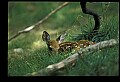 10066-00104-Whitetail Fawns.jpg