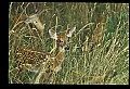 10066-00105-Whitetail Fawns.jpg