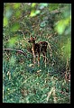 10066-00106-Whitetail Fawns.jpg