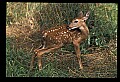 10066-00107-Whitetail Fawns.jpg