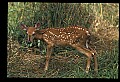 10066-00108-Whitetail Fawns.jpg