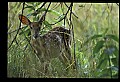 10066-00109-Whitetail Fawns.jpg