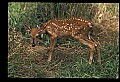 10066-00110-Whitetail Fawns.jpg