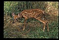 10066-00111-Whitetail Fawns.jpg