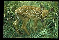 10066-00112-Whitetail Fawns.jpg