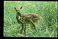 10066-00114-Whitetail Fawns.jpg