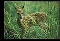 10066-00115-Whitetail Fawns.jpg