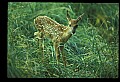 10066-00116-Whitetail Fawns.jpg