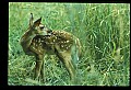 10066-00117-Whitetail Fawns.jpg