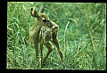 10066-00118-Whitetail Fawns.jpg