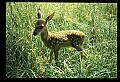 10066-00120-Whitetail Fawns.jpg