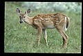 10066-00121-Whitetail Fawns.jpg