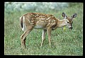 10066-00122-Whitetail Fawns.jpg