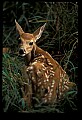 10066-00124-Whitetail Fawns.jpg