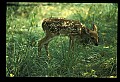 10066-00125-Whitetail Fawns.jpg