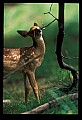 10066-00126-Whitetail Fawns.jpg