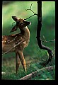 10066-00127-Whitetail Fawns.jpg