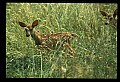 10066-00128-Whitetail Fawns.jpg