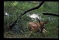 10066-00129-Whitetail Fawns.jpg