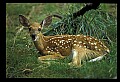 10066-00130-Whitetail Fawns.jpg