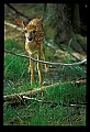 10066-00131-Whitetail Fawns.jpg