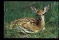 10066-00132-Whitetail Fawns.jpg