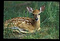 10066-00133-Whitetail Fawns.jpg