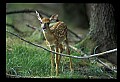 10066-00134-Whitetail Fawns.jpg