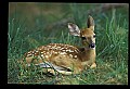 10066-00135-Whitetail Fawns.jpg