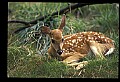 10066-00136-Whitetail Fawns.jpg