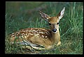 10066-00138-Whitetail Fawns.jpg