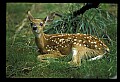 10066-00139-Whitetail Fawns.jpg