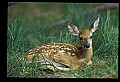 10066-00140-Whitetail Fawns.jpg