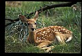 10066-00141-Whitetail Fawns.jpg